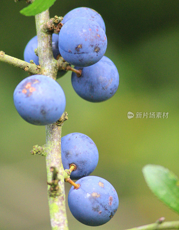 生长在灌木篱笆树上的黑刺李果实/黑刺李果实